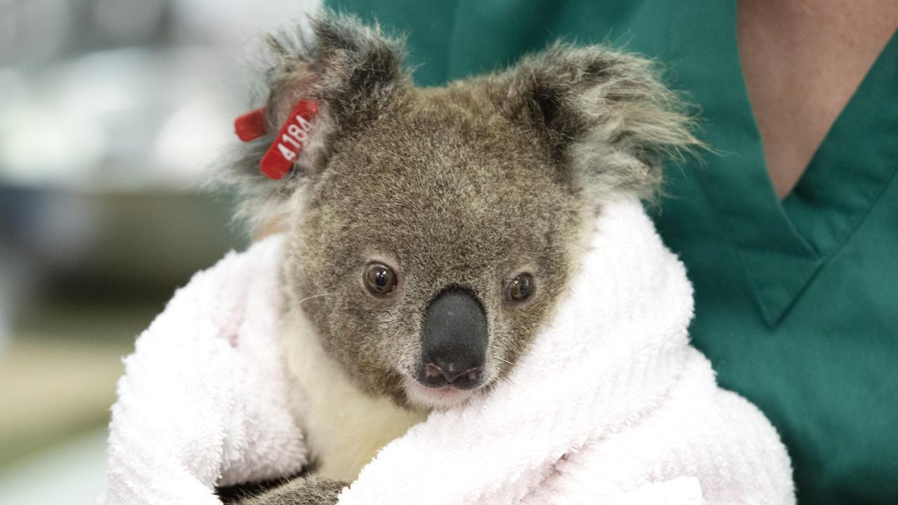 Currumbin Wildlife Hospital Koala. Picture: Nigel Hallett/Supplied