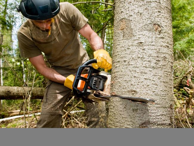 Loggers are vulnerable to injury from falling tree limbs and dangerous equipment.