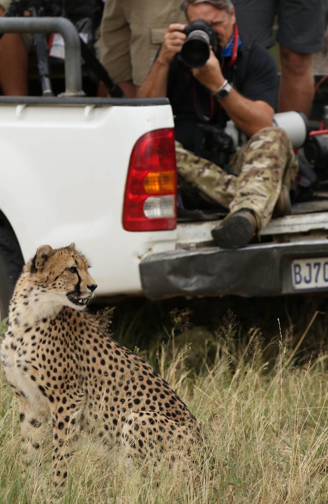 Running mate ... The I’m a Celebrity crew attracted the attention of a cheetah Picture: Robert Irwin