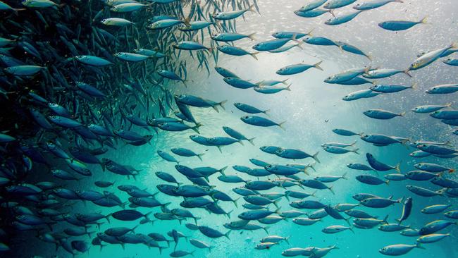 Plans to open a new sardine fishery in waters off Tasmania is a potential boon, provided it’s managed properly. Charles Wooley for one is hoping this time, against all experience, our government gets it right. Picture: Alamy Escape