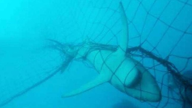 The shark nets are meant to protect swimmers from ‘target’ shark specie’s including white, tiger and bull sharks: Picture: News Corp