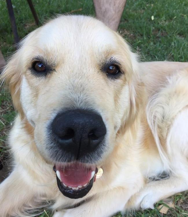 The Fabians’ golden retriever Mia. Picture supplied by family
