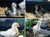 Four chicks dumped at shelter looking for new home for Easter