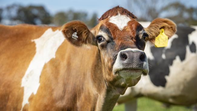 One of Paul and Sally’s dairy cows. Picture: Zoe Phillips