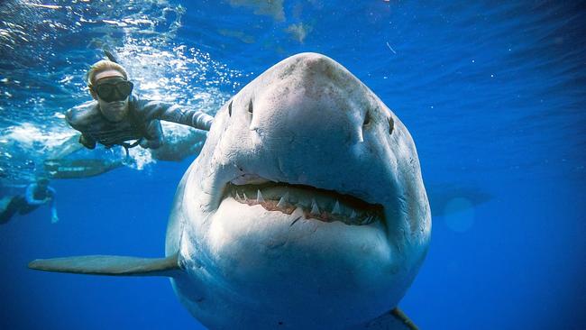 Queensland’s tourism bodies say enough is enough on shark control debate.