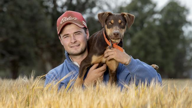 Angus White on his farm at Bears Lagoon with his Kelpie pup named Bert in a barley crop. Picture: Zoe Phillips