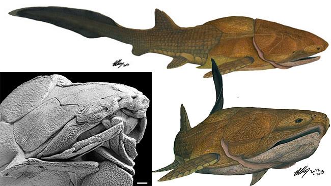 Nature gave first 'face' to small 419-million-year-old shark named  Entelognathus | Herald Sun