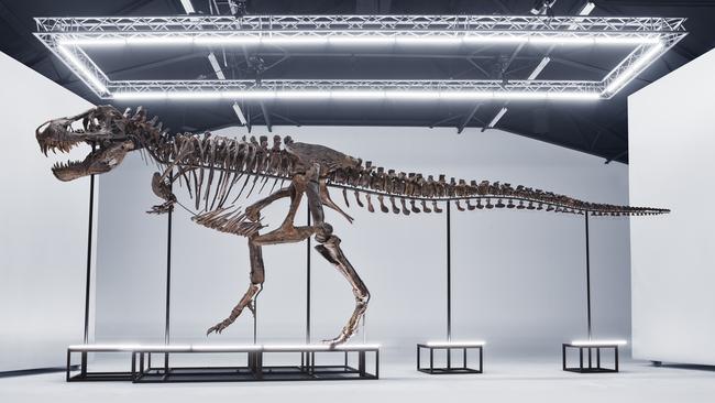 A T. rex skeleton known as TRX-293 Trinity, which sold at auction in April 2023. Picture: Koller Auctions