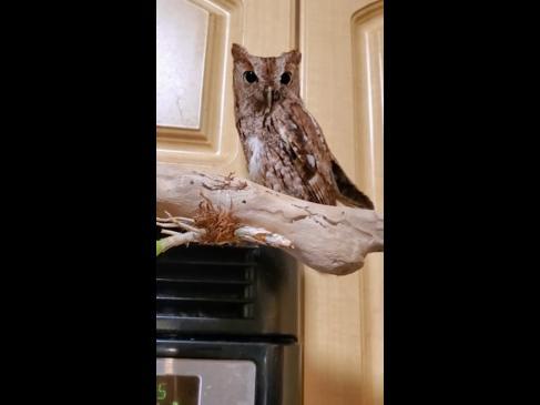Family finds random owl chilling in kitchen