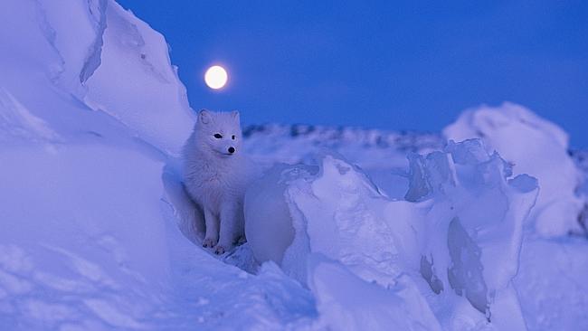 Arctic Fox, Canada - Before dawn, a brilliant full moon illuminates the snowy landscape of Churchill, Manitoba, Canada, home ...