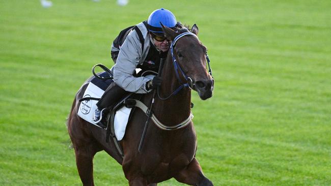 Top jockey Craig Williams rode French mare Lastotochka in her first gallop at Flemington as she prepared to Tuesday week’s Melbourne Cup. Picture: Getty Images