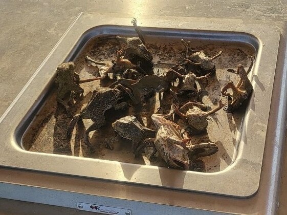 Images have circulated online of a pile of dead cane toads founds on hot plate of a public BBQ.