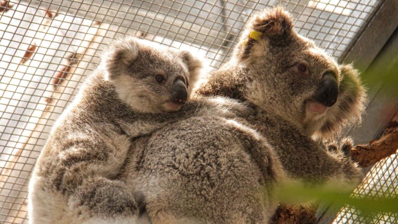 ‘Aussie icons’: $50 million committed to protecting koala populations