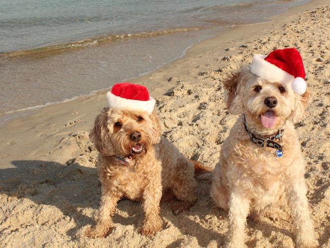 Parkdale’s Bella and Bailey are enjoying a typical Aussie Christmas at Chelsea beach. Picture: Kim Sutherland