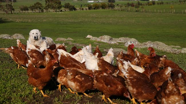 A Maremma guards the flock at Chooks at the Rooke. Picture: Andy Rogers