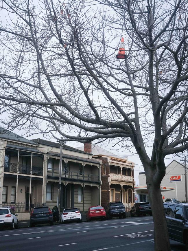 A traffic cone perched atop a tree in the CBD.