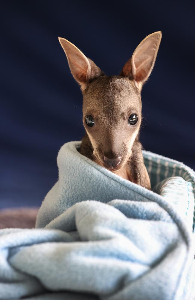 Felix, a six-month-old swamp wallaby, lost his mother to a car strike, and is now being cared for at Greenpatch wildlife shelter, Pakenham Upper. Picture: David Caird