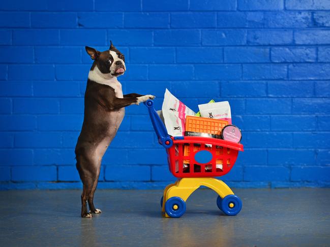 Should dogs be allowed anywhere near shopping trolleys in supermarkets? Have your say. Picture: Nicki Connolly