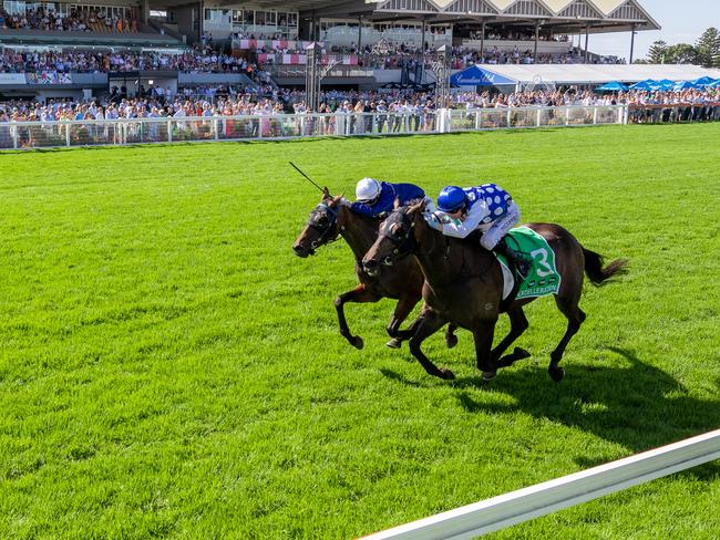 The Morphettville crowd watch the finish to the 2024 Adelaide Cup. Picture: Makoto Kaneko