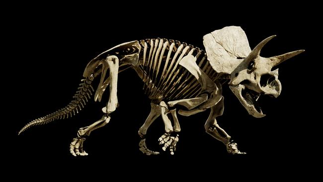 The triceratops fossil was an extraordinary 87 per cent complete. Picture: Supplied