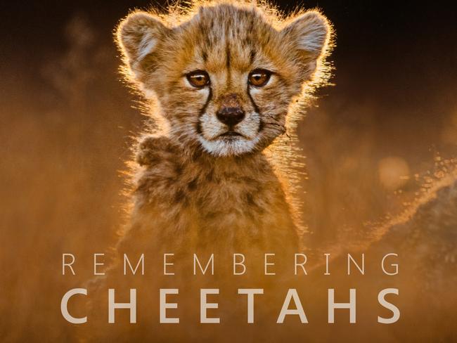 Remembering Cheetahs, a new book.