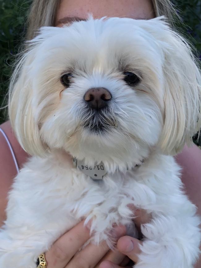 Bella the maltese x shi tzu, sent in by Lisa Derbyshire.