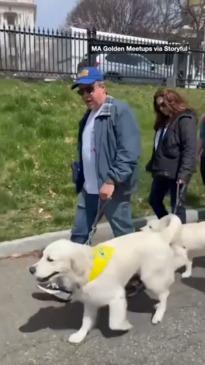 Hundreds of golden retrievers gather for annual meet-up