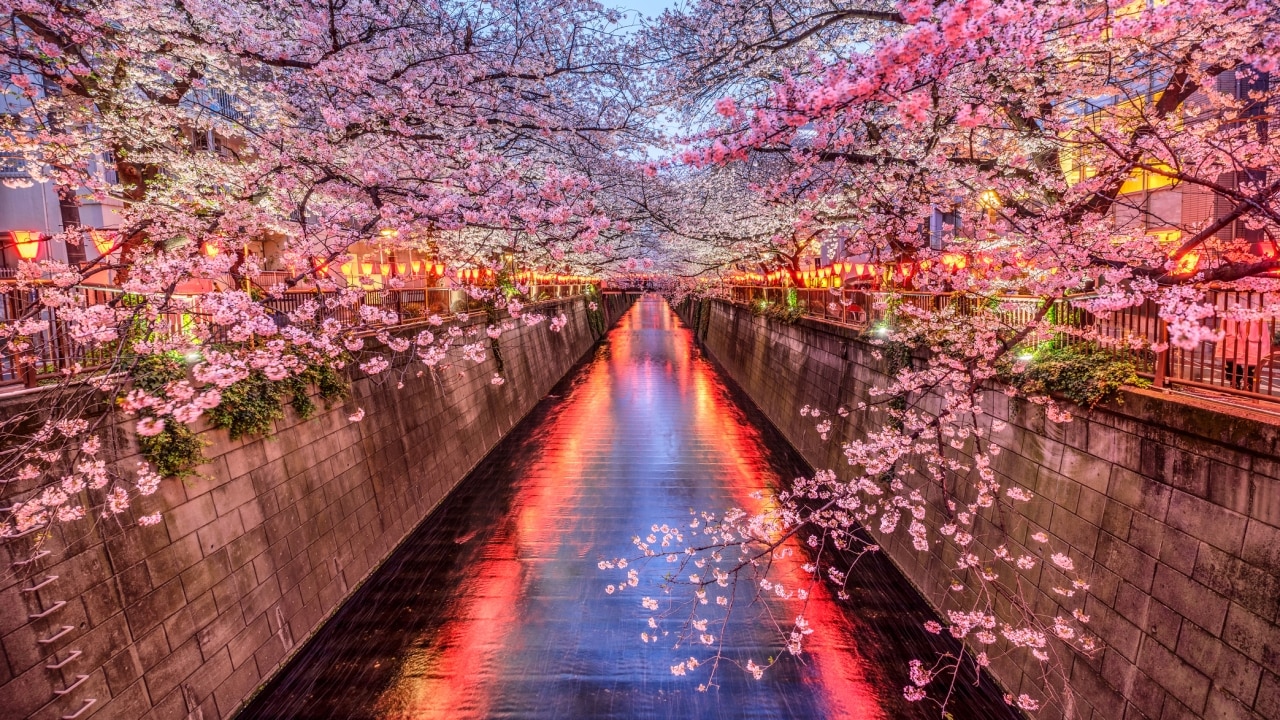 How To See Japans Cherry Blossoms In 2023 Au
