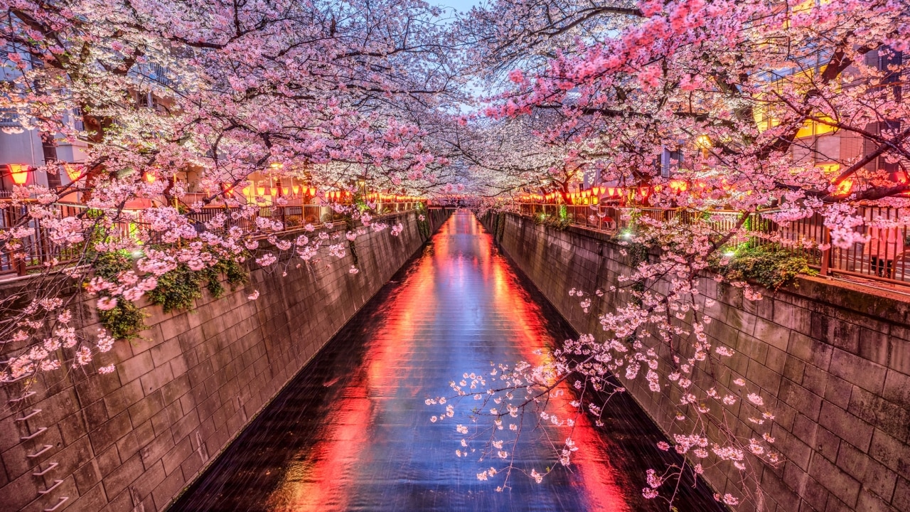 When and where to see cherry blossoms in Tokyo in 2023