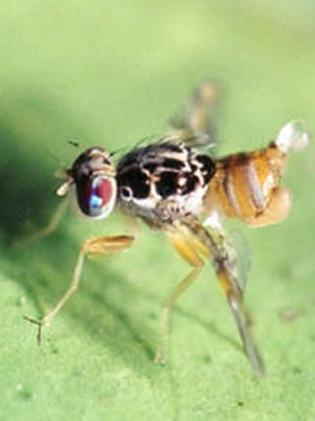 A Mediterranean fruit fly.