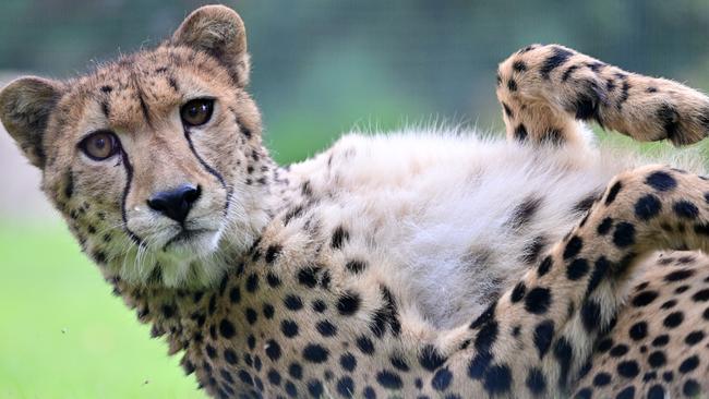 A cheetah settles into new digs in Germany’s Thuringian Zoopark. Heated rest stops and climbing facilities contribute to the animals’ wellbeing. Picture: Martin Schutt/DPA/Getty Images