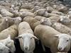 Australia to break lamb production record