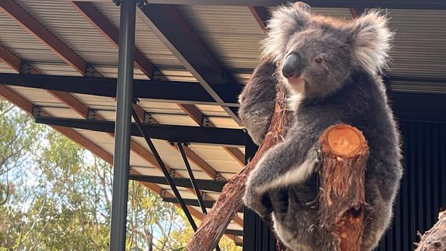 The new $2.6m koala loft at Cleland Wildlife Park. Picture: Supplied