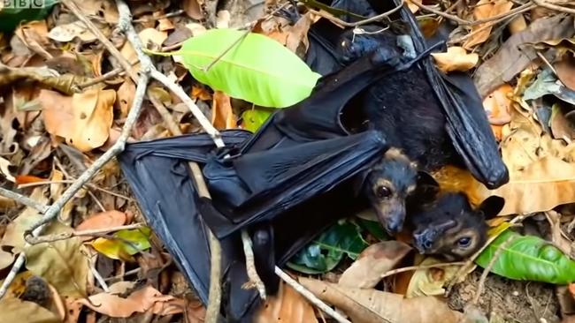 Screenshot of BBC documentary Climate Change — The Facts, featuring two flying foxes that have succumbed to heat stress in Cairns, during extreme heatwave in November.