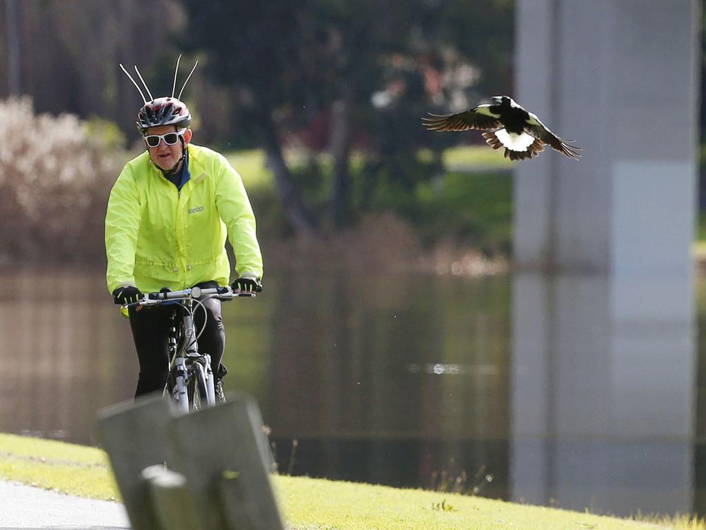 Magpies tend to target cyclists, who are urged to wear helmets and sunglasses. Picture: Alan Barber