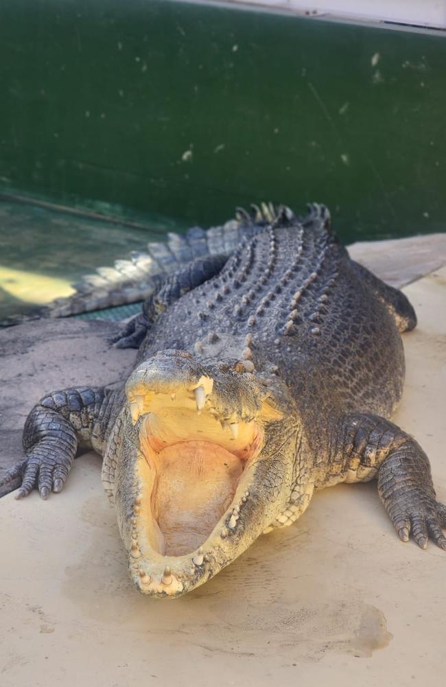 Burt, who starred in Crocodile Dundee, has died in captivity at Crocosaurus Cove in December 2024. Picture: Crocosaurus Cove