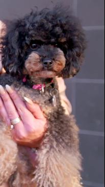 Puppies galore at Hickinbotham's take your dog to work day