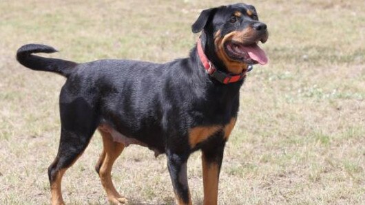 Cuddles the mother dog gained weight after the RSPCA intervened. Picture: RSPCA