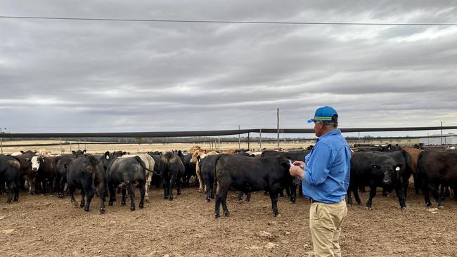 Coota Park Blue-E principal Jon Wright assessing bulls at his Woodstock property. Picture: Supplied