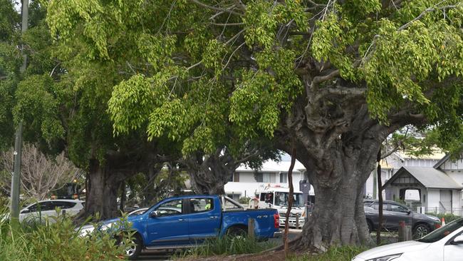 Woongarra Street’s historic weeping figs are an iconic sight.