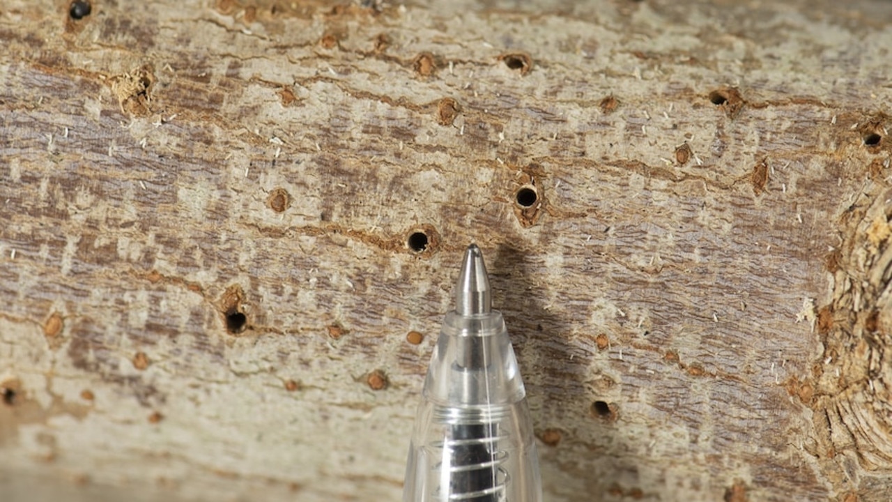 They make tiny tunnels in the trees. Picture: DPIRD/Pia Scanlon