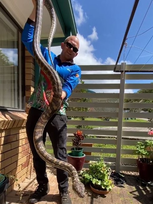 The snake catcher said he was 'genuinely surprised' by the size of it. Picture: Storyful