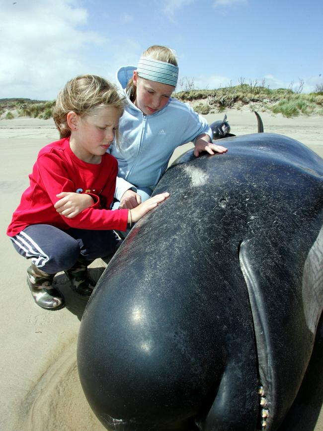 Stranded pilot whales on Ocean Beach at Strahan on Tasmania's West Coast, Mia Crosswell 6 and Alex Crosswell 12 of Queenstown, inspect one of the dead whales on Ocean Beach