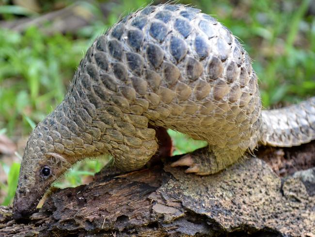 A juvenile Sunda pangolin. Picture: AFP