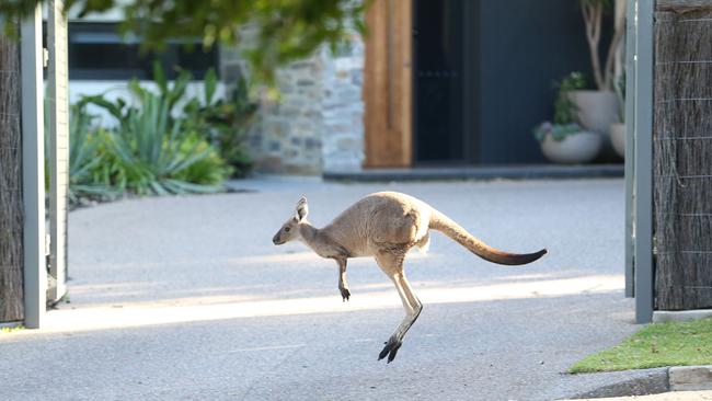 Kangaroos have posed a problem for driverless cars. Picture: Stephen Laffer