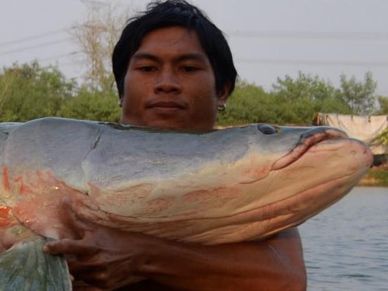 BNPS.co.uk (01202 558833) Pic: PalmTreeLagoonFishery/BNPS ***Please Use Full Byline*** The 230kg Arapaima fish was caught by Johnny Airaksinen, at Palm Tree Lagoon, Thailand. This whopping 485lb fish has set a new world record for the biggest arapaima caught with a rod and line. The beast was banked at the Palm Tree Lagoon Fishing Park in Ratchaburi, Thailand after a two-hour battle and took four men to lift it out of the water.