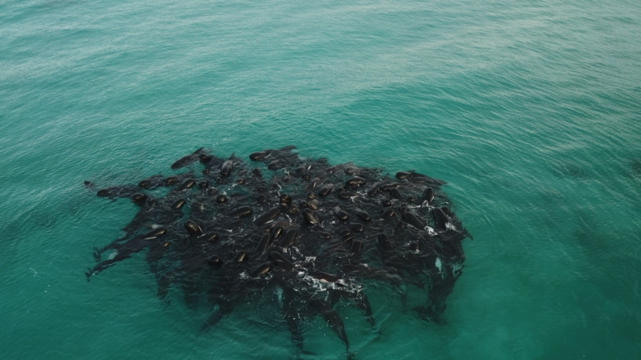 Pod of more than 50 pilot whales dies after mass stranding on Scottish  beach