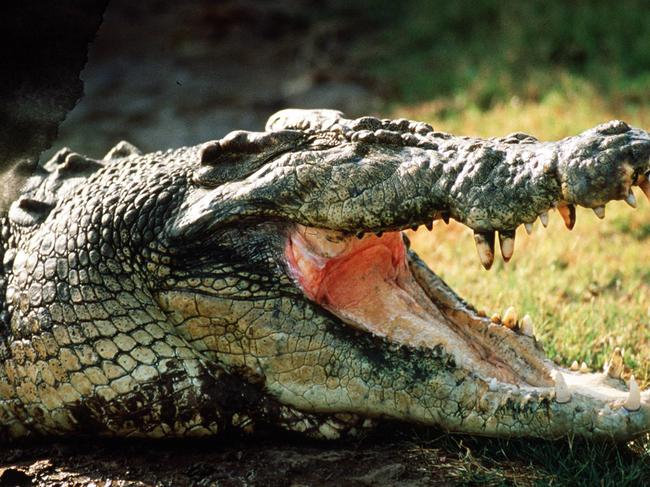 UNDATED: Generic picture of a crocodile in North Queensland. PicSUPPLIED - animal crocodile