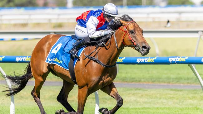 Wild Imagination wins the Listed Premier's Plate at Morphettville on Saturday. Picture: Makoto Kaneko