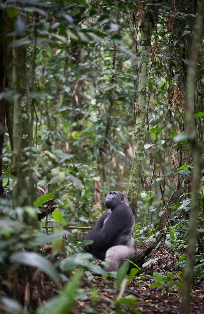 Silverback Western Lowland Gorilla, Republic of Congo. Picture: Will Burrard Lucas/topwilldlifesites.com